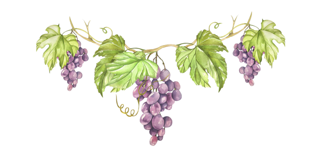 decorative graphic